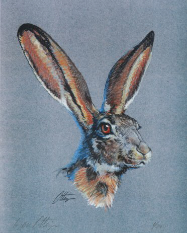 Jack Rabbit Colored Pencil Print