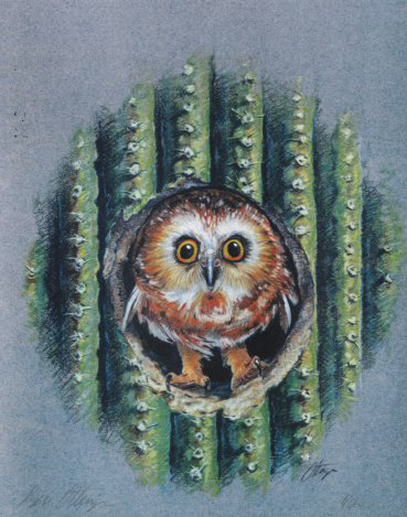 Elf Owl Colored Print