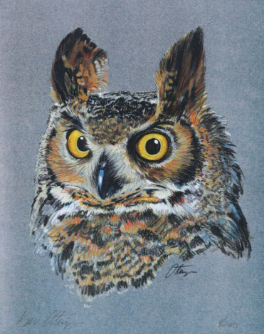 Great Horned Owl Colored Pencil Print
