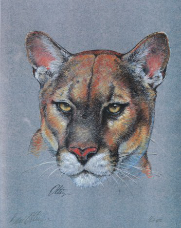 Mountain Lion Colored Pencil Print