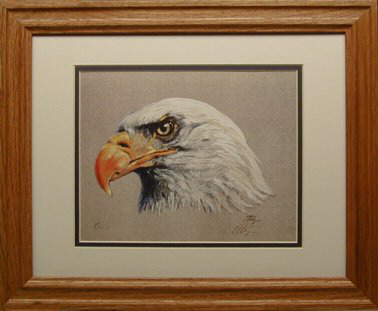 Bald Eagle